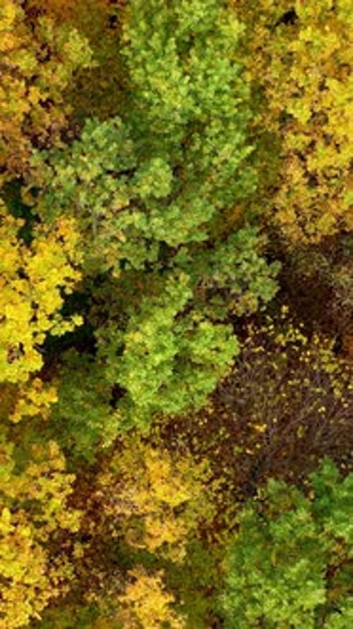 Amazing view of colorful tree tops of woods. Autumn nature background from above.