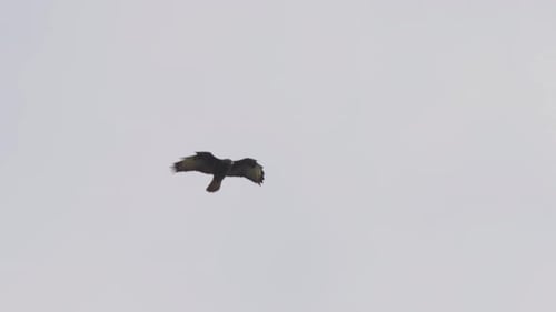 Adlervogel, der frei hoch am Himmel fliegt, Flügel ausbreitet und balanciert, Zeitlupe