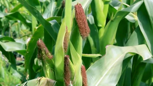 A maize plant in kenya Africa. Green maize crop in the farm of Loitokitok Kenya. Green food, Corn in