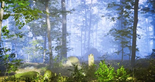 Fog Envelops a Serene Forest Landscape During Early Morning Hours