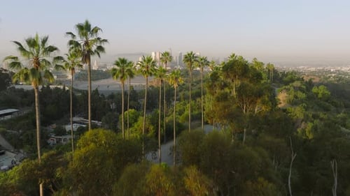 Palms on Hollywood Hills with Scenic Los Angeles Downtown Panoramic View Sunrise