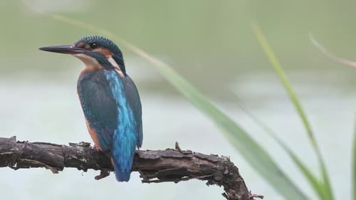 Kingfisher (Alcedo Atthis), wildlife, visible from the back and front.