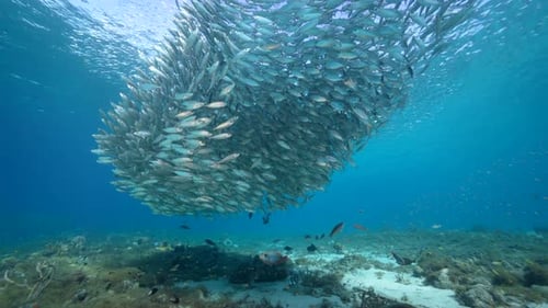 Massive School of Fish Forms Beautiful Swirling Underwater Bait Ball