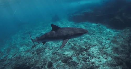 Tiger Shark in Blue Clear Ocean Freediving with Dangerous Tiger Sharks