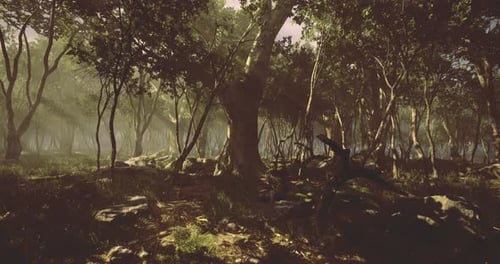 Mysterious Forest Shrouded in Mist During Early Morning Hours