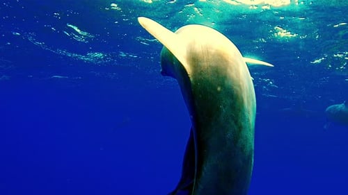 Un par de rémoras pegadas y chupando el cuerpo de un delfín giratorio nadando en el azul tropical
