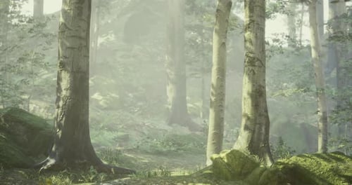 Serene Forest Landscape with Mist and Tall Trees Captured in Daylight