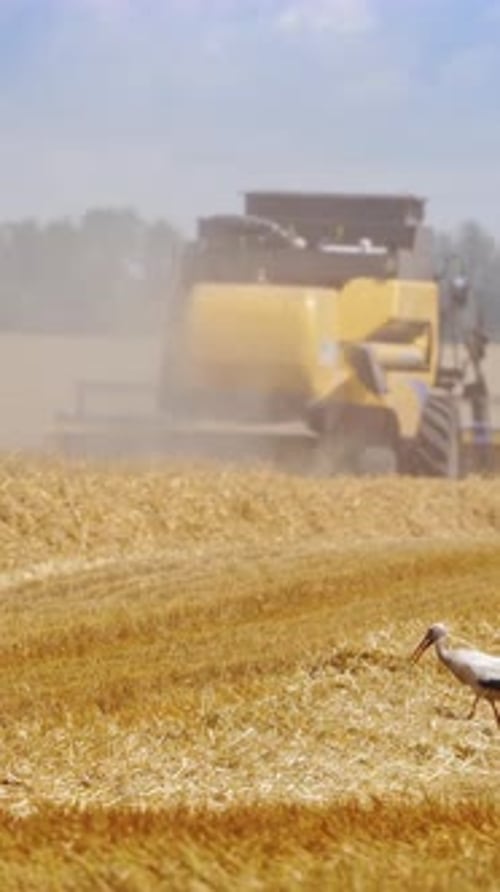 Machine harvesting wheat field. Combine harvester agriculture machine harvesting golden ripe