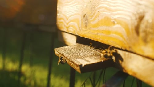 Hives in Apiary with Bees Flying to Landing Boards Beehives with Honey Bees on Green Grass Bees Come