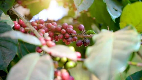 Sunlight illuminating the ripe red coffee cherries ready for harvest