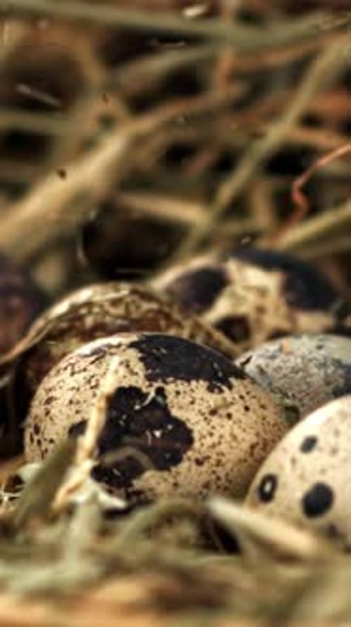 Hay Falls on Quail Eggs Filmed on a Highspeed Camera at 1000 Fps