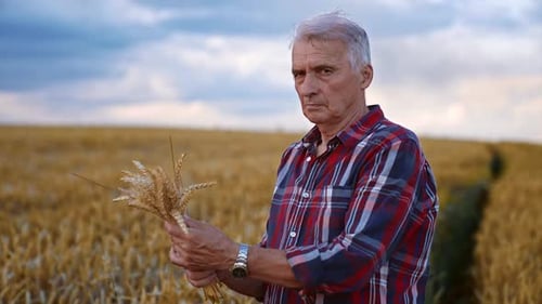 Senior Man Inspecting Wheat Crops in Field
