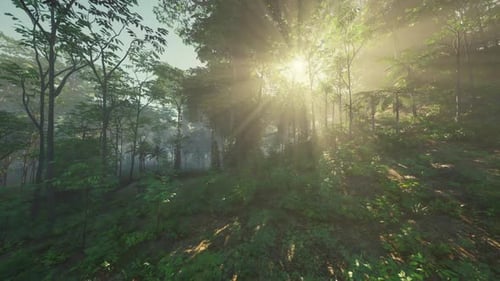 Sunlight Filtering Through Trees in Forest
