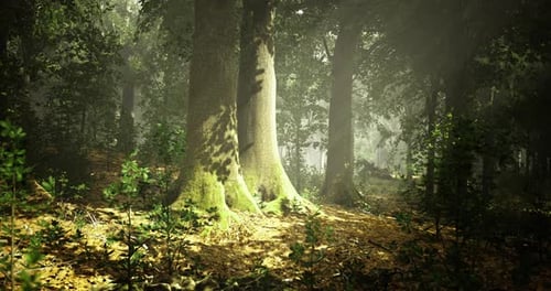 Sunlight Filters Through Trees in a Serene Forest Landscape During Daytime