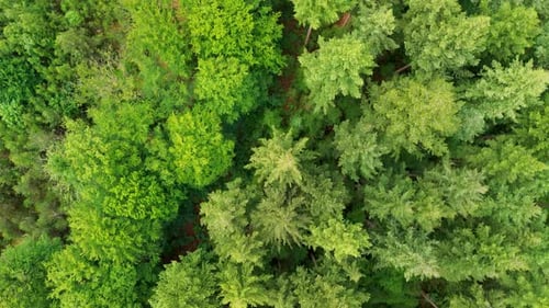 A top-down aerial view of a lush green forest with winding dirt paths cutting through dense trees