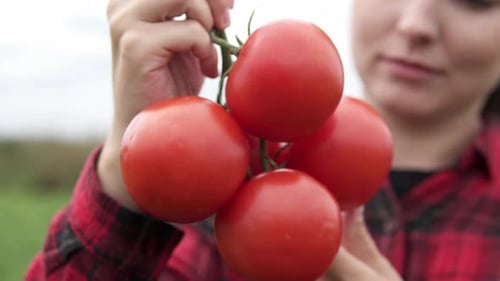 A woman farmer holds a bunch of tomatoes in her hand in an agricultural field. Agricultural industry