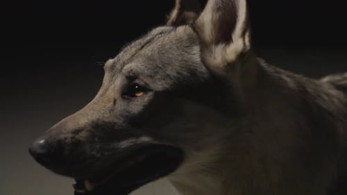 Wolfhound in dark Studio Environment