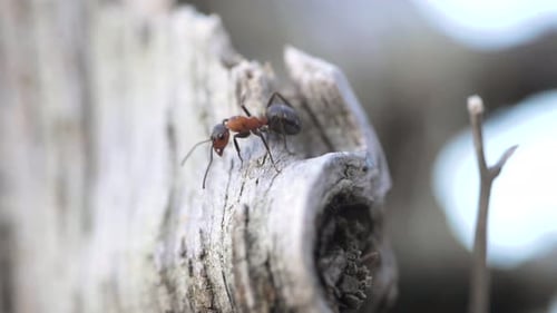 Single fire ant attacking mosquito