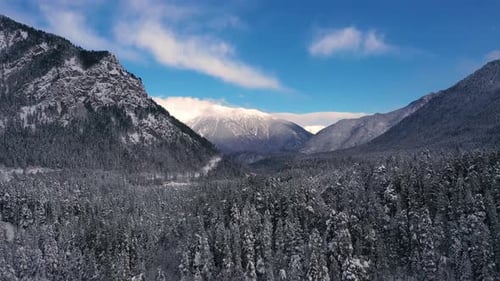 Beautiful snow scene forest in winter. Flying over of pine trees covered with snow.
