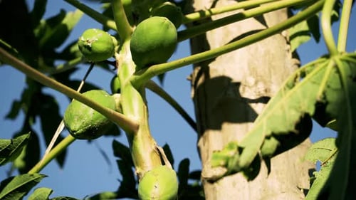 Beautiful shot of many green papayas on a tree limb next to a big tree trunk blue sky summer weather