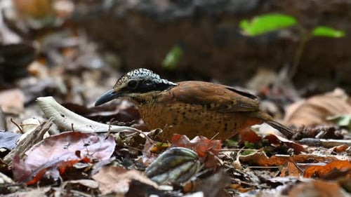 Eared Pitta, Hydrornis phayrei, Thailand; ants and sunlight moving at the background as this individ