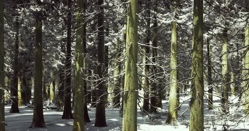 Snow Covered Forest Landscape Showcasing Serene Winter Beauty