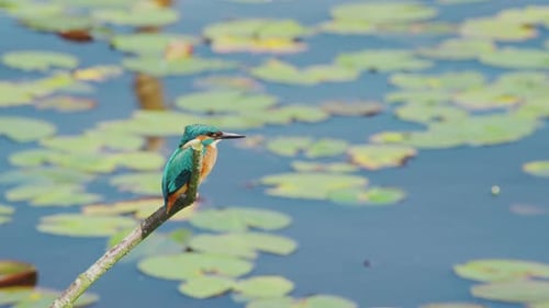 Vue au ralenti du martin-pêcheur en Frise, aux Pays-Bas, perché au-dessus d'un étang avec des nénuphars en arrière-plan