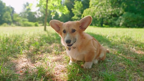Pequeño Corgi