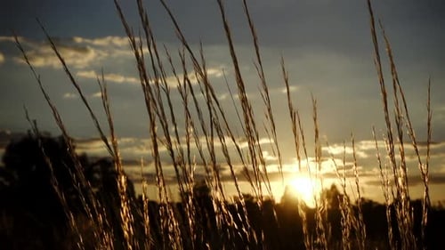 Gentle zephyr moving long golden grass at dusk in the Australian outback. 60fps slow-motion