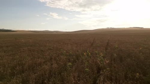 Wheat Field On Sunset Background