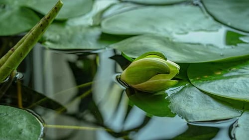 Time Lapse Footage Yellow Water Lily Opens Flower. Single Beautiful White Nymphaea Blooming in Pond