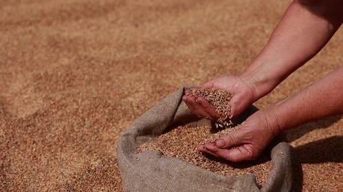 Hands Inspecting Wheat Grains in Rural Sunlight