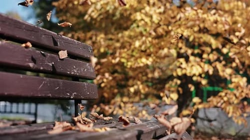 Natural Sunlight Autumn City Park Landscape with Flying Yellow Dry Foliage Wooden Bench Slow Motion
