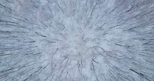 Vista aérea de bosque caducifolio en invierno