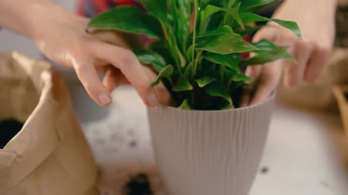 Lady Transfers Garden Plants to New Pots for Improved Growth