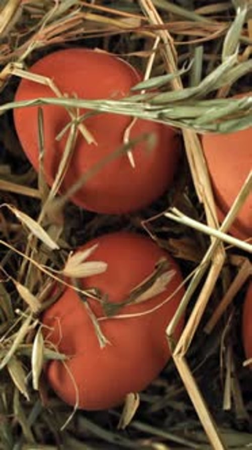 Chicken Eggs Fly with Hay Filmed on a Highspeed Camera at 1000 Fps
