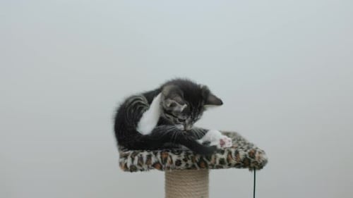 Grey Striped Kitten Portrait Playing Lying Posing Camera Little Pet Pure Love