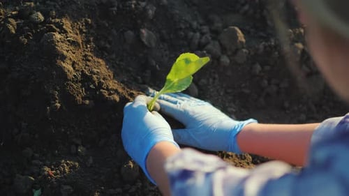 A Woman Plants a Cabbage Seedling Work on the Farm Concept