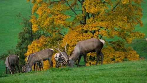 Whitetail Deer Grazing on Green Hillside with Autumn Foliage