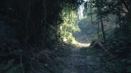 Journey Through Lush Forest Path with Sunlight Rays