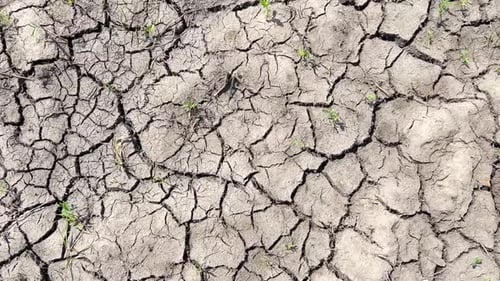 Cracked Earth with Sprouts on a Sunny Day