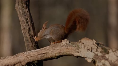 Squirrel climbing tree in slow motion in a peaceful forest in Zeeland, Netherlands