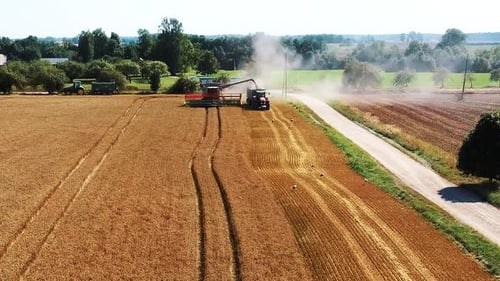 Drone Shot Flying Over Combine Harvesters Working on Wheat Field. Food Industry Concept.