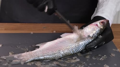 Cleaning fresh mullet fish from scales hands with a knife on cutting board closeup