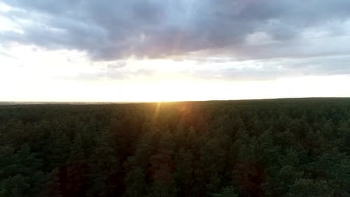 Vue aérienne cinématographique au-dessus d'une forêt d'arbres colorés au lever du soleil. Vue sur les oiseaux