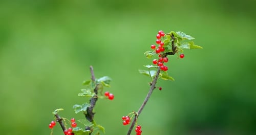 Red Currant Bush with Ripe Berries Closeup View in Garden Harvest in Summer Season Prores