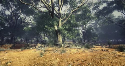 Misty Eucalyptus Forest Upward Camera Pan