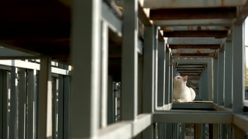 Construction rouillée d'un bâtiment avec un chat sous le soleil, un animal créatif sur le chantier