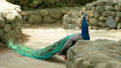 Male Peacock Standing In The Zoo. - static shot