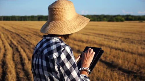 Adult Farmer Using Digital Tablet at Wheat Meadow on Sunny Day Female Agronomist Monitoring Harvest